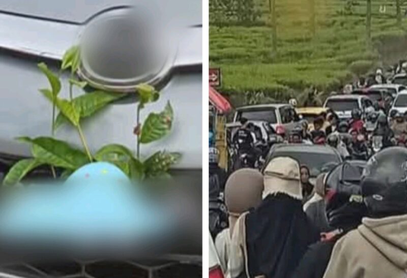 Ilustrasi keramaian dan kendaraan yang digantung daun teh