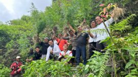 Polisi Temukan Ladang Ganja di Wilayah Kayu Aro