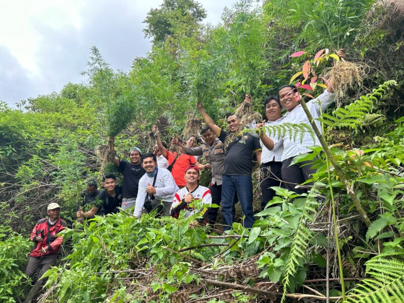 Polisi Temukan Ladang Ganja di Wilayah Kayu Aro
