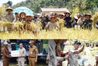 Gubernur Jambi Hadiri Panen Raya Padi dan Ikan Semah di Kerinci