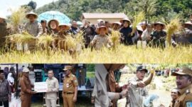 Gubernur Jambi Hadiri Panen Raya Padi dan Ikan Semah di Kerinci