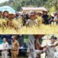 Gubernur Jambi Hadiri Panen Raya Padi dan Ikan Semah di Kerinci
