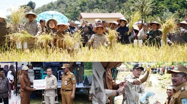 Gubernur Jambi Hadiri Panen Raya Padi dan Ikan Semah di Kerinci