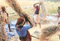 Harga Beras Dunia Turun, Petani Indonesia Dinilai Tetap Aman (Foto: PTI)