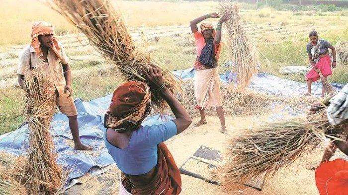 Harga Beras Dunia Turun, Petani Indonesia Dinilai Tetap Aman (Foto: PTI)