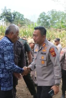 Wawako Sungai Penuh bersama Kapolres Kerinci Gelar Panen Raya Jagung Tahap II