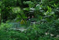 Babakan Siliwangi Forest Walk, salah satu rekomendasi wisata di Bandung. (Foto: Antara Foto/Fahrul Jayadiputra)