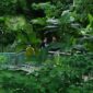 Babakan Siliwangi Forest Walk, salah satu rekomendasi wisata di Bandung. (Foto: Antara Foto/Fahrul Jayadiputra)
