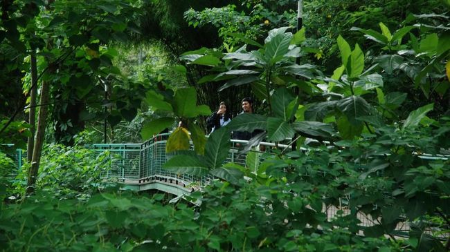 Babakan Siliwangi Forest Walk, salah satu rekomendasi wisata di Bandung. (Foto: Antara Foto/Fahrul Jayadiputra)
