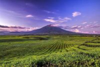 Kebun Teh Kayu Aro (Instagram.com/kerinci_sungaipenuh)