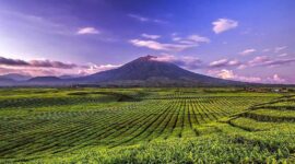 Kebun Teh Kayu Aro (Instagram.com/kerinci_sungaipenuh)