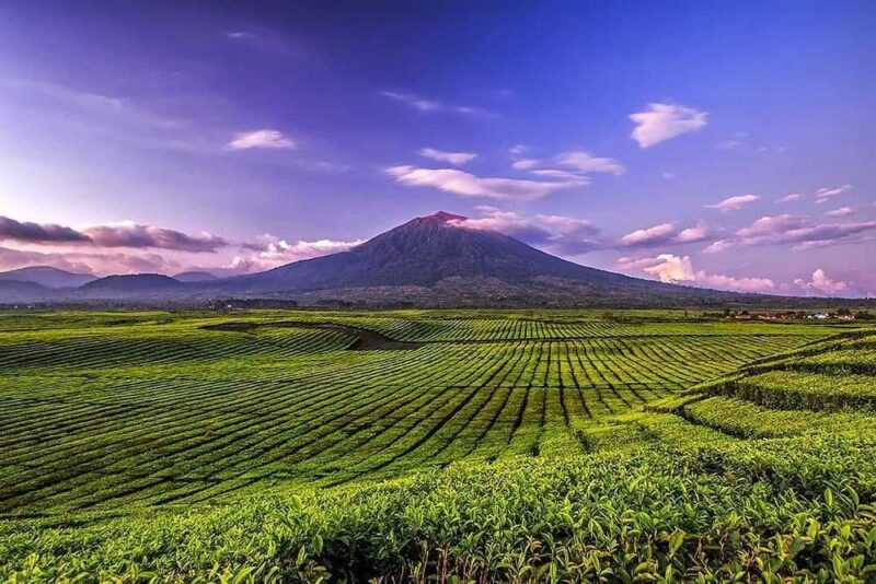Kebun Teh Kayu Aro (Instagram.com/kerinci_sungaipenuh)
