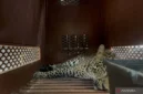 Seekor macan tutul yang masuk ke dalam hotel berhasil dievakuasi di Hotel Anugerah, Kota Bandung, Jawa Barat (Foto: ANTARA/Rubby Jovan)