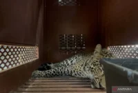 Seekor macan tutul yang masuk ke dalam hotel berhasil dievakuasi di Hotel Anugerah, Kota Bandung, Jawa Barat (Foto: ANTARA/Rubby Jovan)