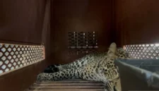 Seekor macan tutul yang masuk ke dalam hotel berhasil dievakuasi di Hotel Anugerah, Kota Bandung, Jawa Barat (Foto: ANTARA/Rubby Jovan)