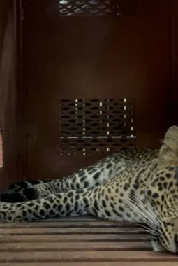 Macan Tutul Masuk Hotel Bandung, Evakuasi Tiga Jam