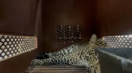 Seekor macan tutul yang masuk ke dalam hotel berhasil dievakuasi di Hotel Anugerah, Kota Bandung, Jawa Barat (Foto: ANTARA/Rubby Jovan)