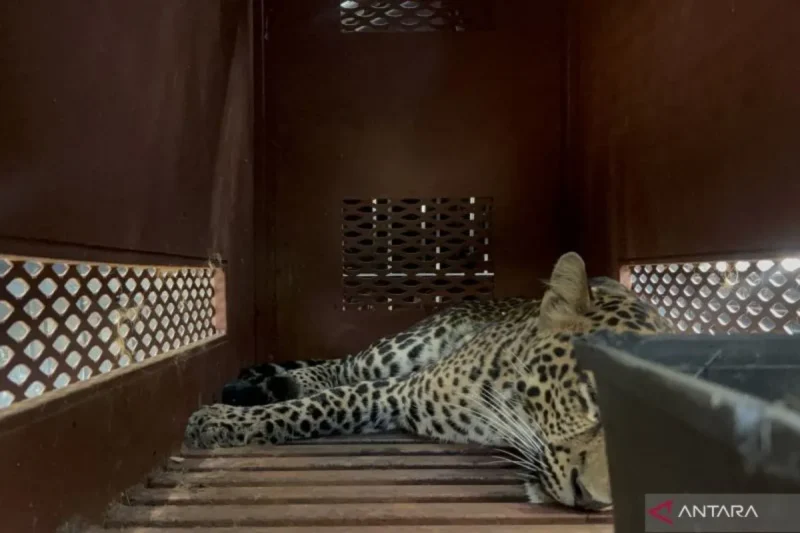 Seekor macan tutul yang masuk ke dalam hotel berhasil dievakuasi di Hotel Anugerah, Kota Bandung, Jawa Barat (Foto: ANTARA/Rubby Jovan)
