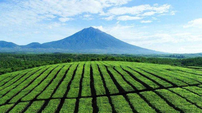 Kebun teh Kayu Aro di Kerinci, Jambi