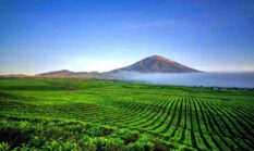 Liburan Akhir Tahun 2025 ke Kayu Aro Kerinci, Menyusuri Kebun Teh Tertua di Dunia