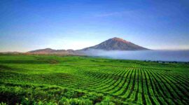 Liburan Akhir Tahun 2025 ke Kayu Aro Kerinci, Menyusuri Kebun Teh Tertua di Dunia. (Foto: mahalo)