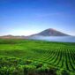 Liburan Akhir Tahun 2025 ke Kayu Aro Kerinci, Menyusuri Kebun Teh Tertua di Dunia. (Foto: mahalo)