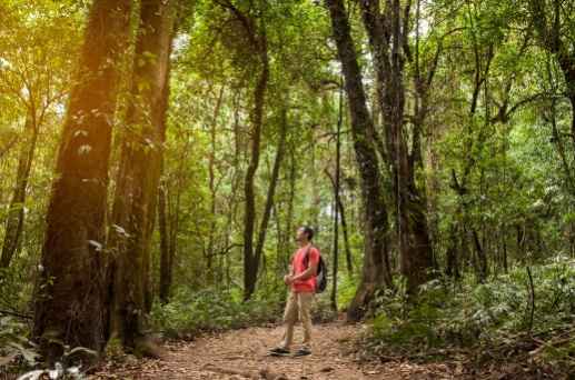 Shinrin-Yoku. (Foto: Freepik)