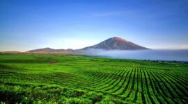 Pemandangan Gunung Kerinci dengan Hamparak Perkebunan Teh (Foto: mahalo)