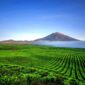 Pemandangan Gunung Kerinci dengan Hamparak Perkebunan Teh (Foto: mahalo)