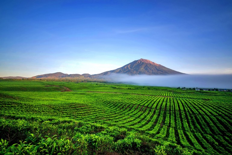 Pemandangan Gunung Kerinci dengan Hamparak Perkebunan Teh (Foto: mahalo)