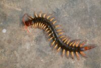 Mengapa Kelabang Sering Muncul di Rumah? Pahami Penyebab dan 7 Cara Efektif Mengusirnya (Foto: medcom)