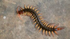 Mengapa Kelabang Sering Muncul di Rumah? Pahami Penyebab dan 7 Cara Efektif Mengusirnya (Foto: medcom)