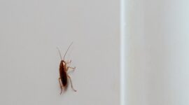 Tanaman yang ampuh usir kecoa. (Foto: Freepik)