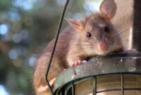 Ilustrasi Tikus (Foto: pixabay)