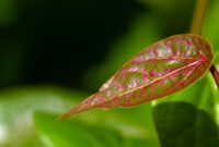 Daun Sirih Merah (Foto: unimmafm)