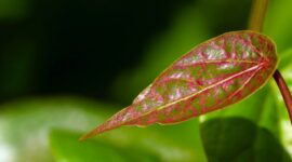 Daun Sirih Merah (Foto: unimmafm)