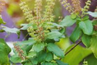 Ragam Manfaat Daun Ruku-Ruku untuk Kesehatan dan Tips Mengolahnya