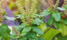 Ragam Manfaat Daun Ruku-Ruku untuk Kesehatan dan Tips Mengolahnya