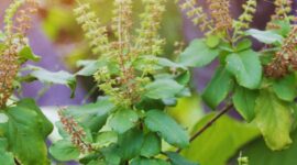 Ragam Manfaat Daun Ruku-Ruku untuk Kesehatan dan Tips Mengolahnya