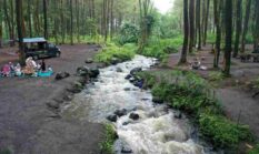 13 Hutan Paling Indah di Indonesia: Destinasi Healing Wajib di Wishlist Liburan