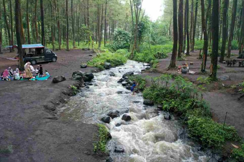 13 Hutan Paling Indah di Indonesia: Destinasi Healing Wajib di Wishlist Liburan. Hutan Pinus Poncosumo di Lumajang. (Foto: lumajangkab)