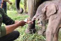 Kabar Gembira Way Kambas: Gajah Sumatra Lahir, Perkuat Optimisme Konservasi (Foto: Dokumentasi/Kemenhut)