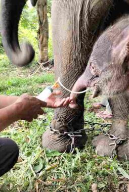 Kabar Gembira Way Kambas: Gajah Sumatra Lahir, Perkuat Optimisme Konservasi