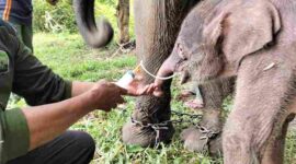 Kabar Gembira Way Kambas: Gajah Sumatra Lahir, Perkuat Optimisme Konservasi (Foto: Dokumentasi/Kemenhut)