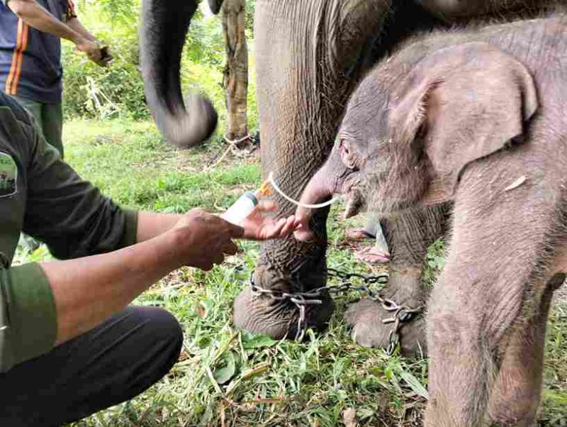 Kabar Gembira Way Kambas: Gajah Sumatra Lahir, Perkuat Optimisme Konservasi (Foto: Dokumentasi/Kemenhut)