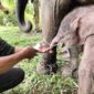 Kabar Gembira Way Kambas: Gajah Sumatra Lahir, Perkuat Optimisme Konservasi (Foto: Dokumentasi/Kemenhut)