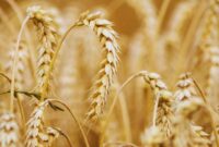 Ilustrasi. Kerinci dan Merangin Siap Jadi Lumbung Gandum (Foto: pixabay)