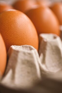 Harga Telur Ayam Nasional Merangkak Naik, Waspada Lonjakan Inflasi Jelang Ramadan