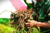 Kacang tanah yang baru dipanen ini menunjukkan hasil umbi yang tumbuh di dalam tanah dengan perawatan sederhana. (Sumber Foto: Unsplash)