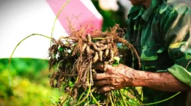 Kacang tanah yang baru dipanen ini menunjukkan hasil umbi yang tumbuh di dalam tanah dengan perawatan sederhana. (Sumber Foto: Unsplash)